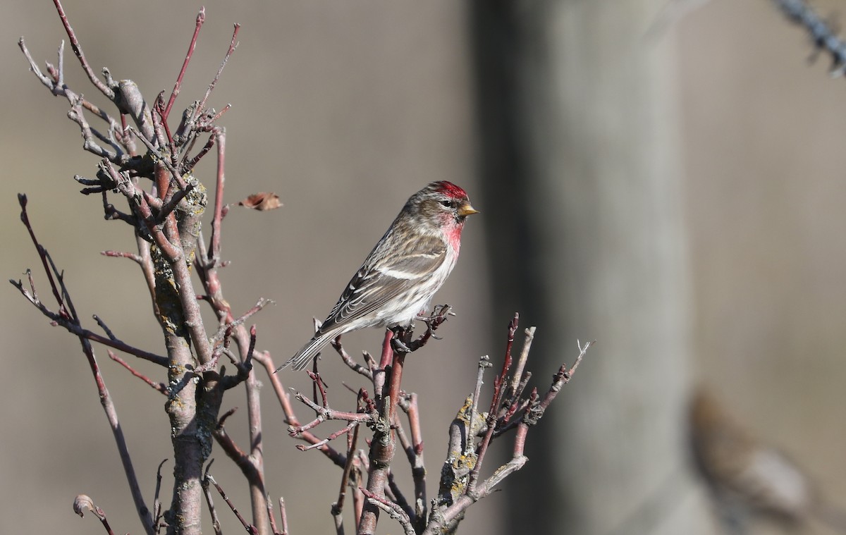 Common Redpoll - ML615324443