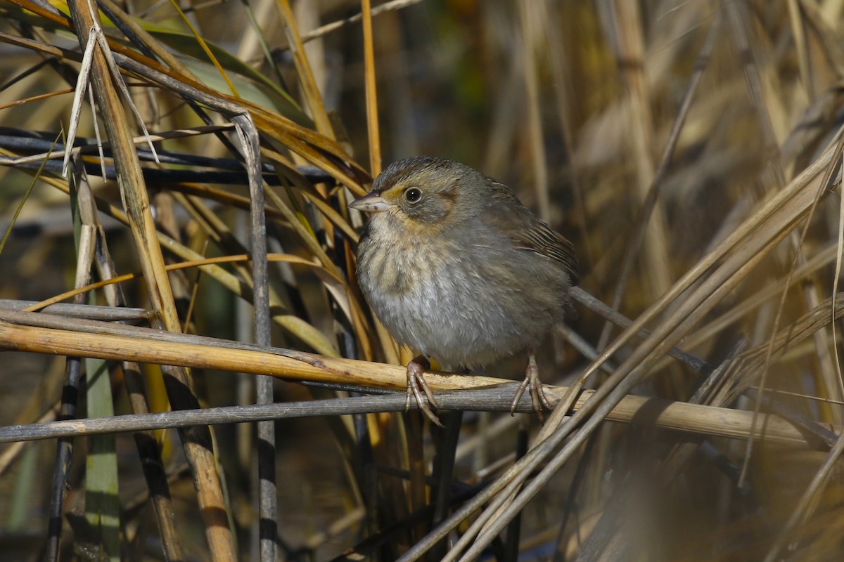 Nelson's Sparrow - ML615324464