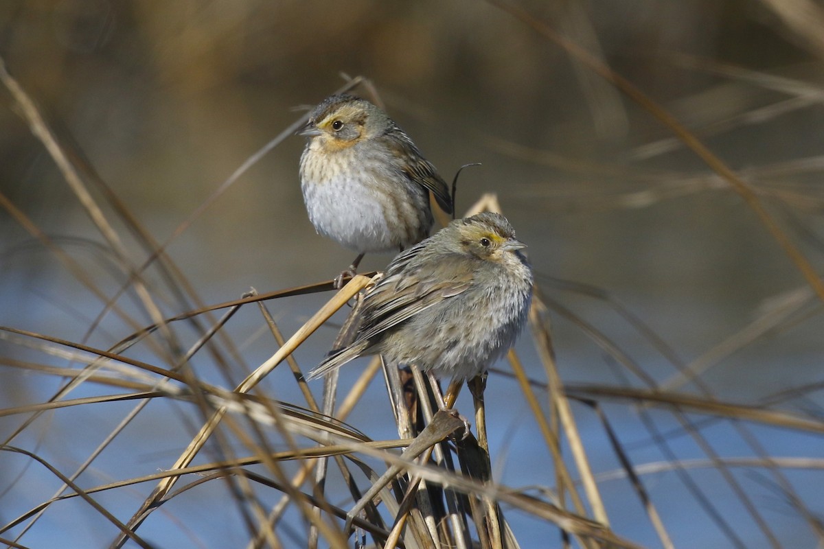 Nelson's Sparrow - ML615324466