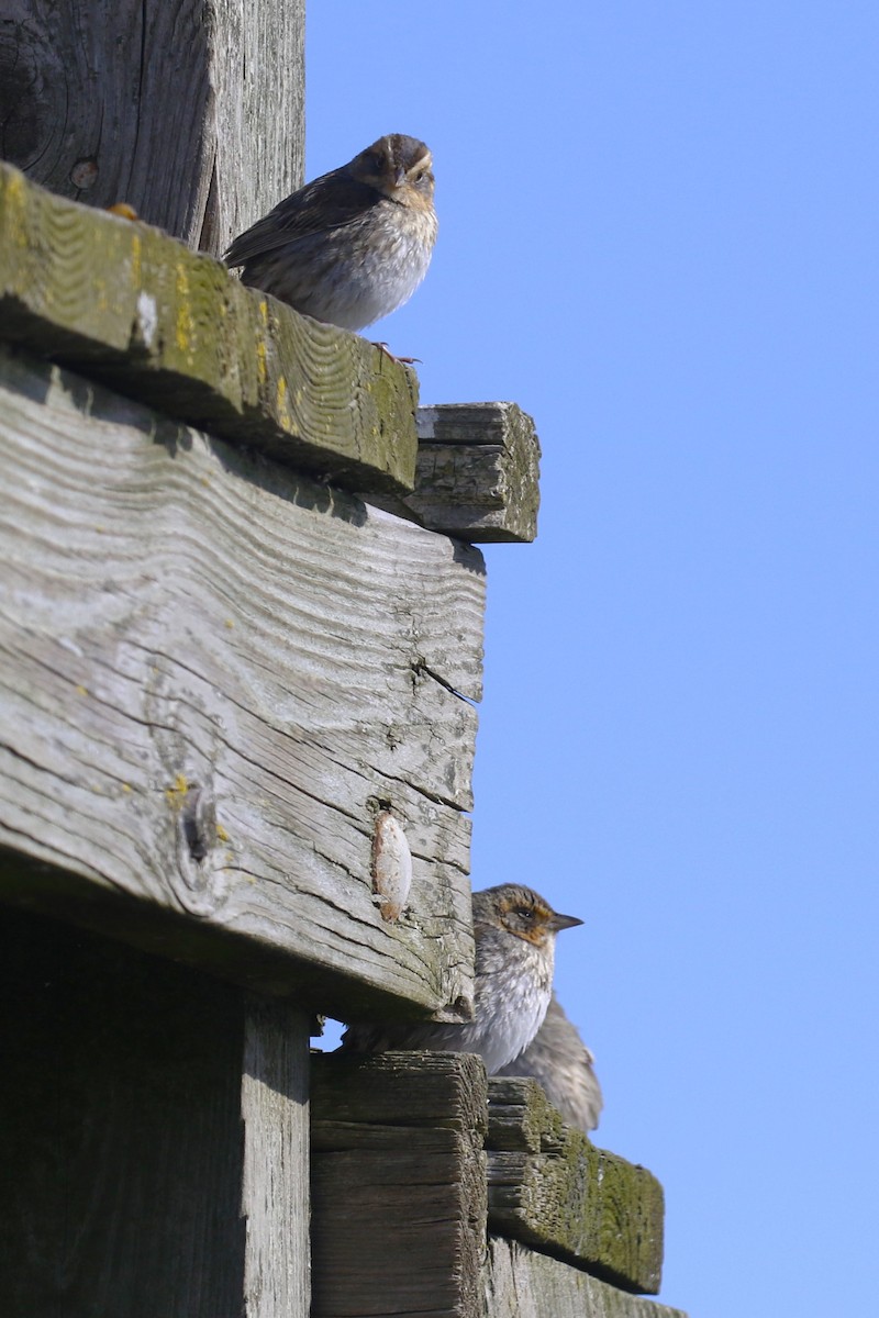 Nelson's Sparrow - ML615324467