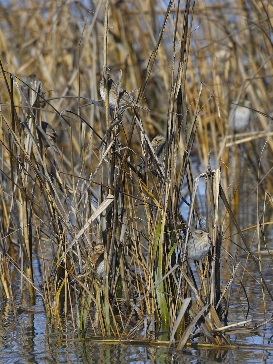 Nelson's Sparrow - ML615324468