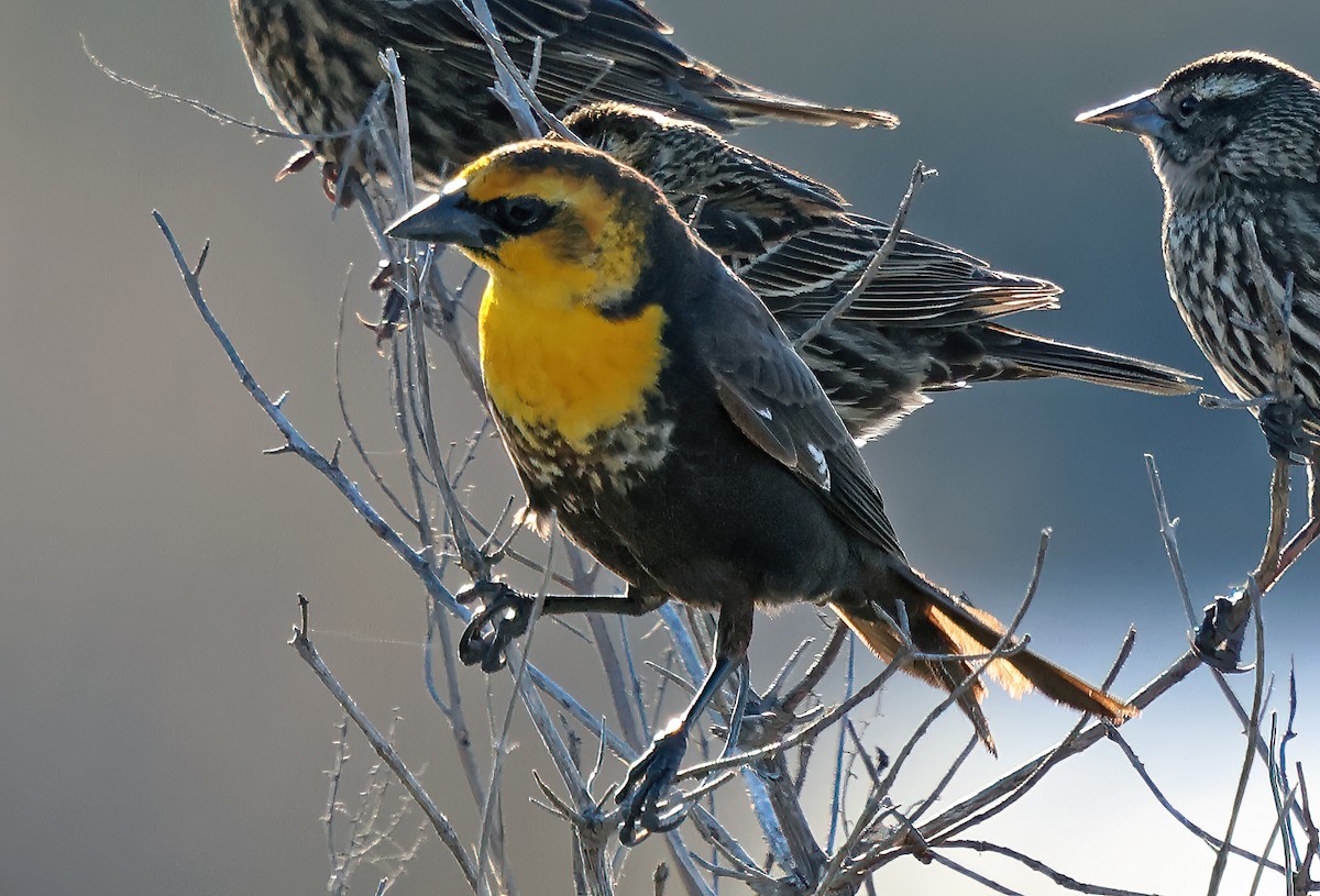 Yellow-headed Blackbird - ML615324488