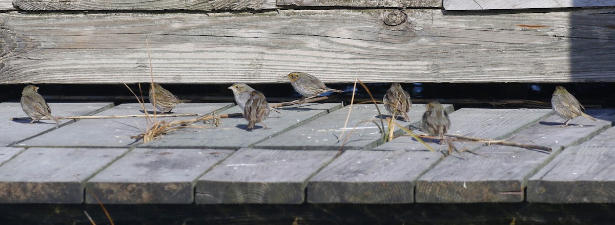 Saltmarsh Sparrow - ML615324517