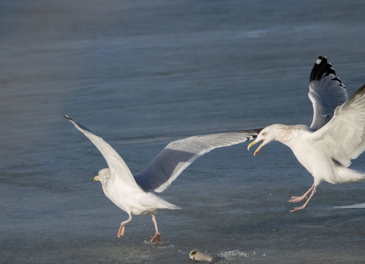 Herring Gull - ML615324537