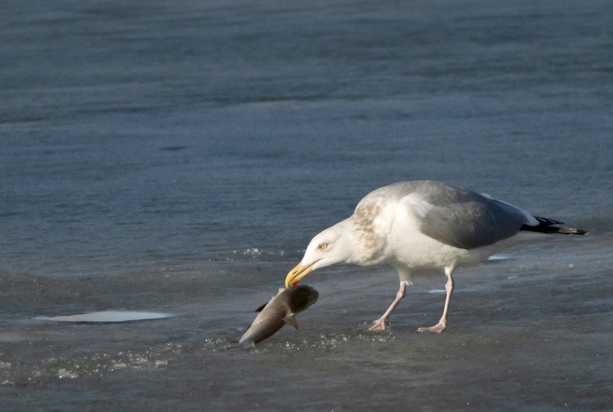 Herring Gull - ML615324538