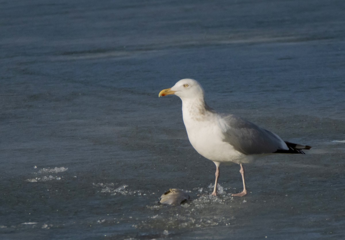 Herring Gull - ML615324539