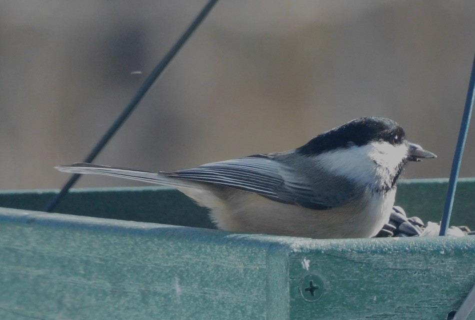 Black-capped Chickadee - ML615324545