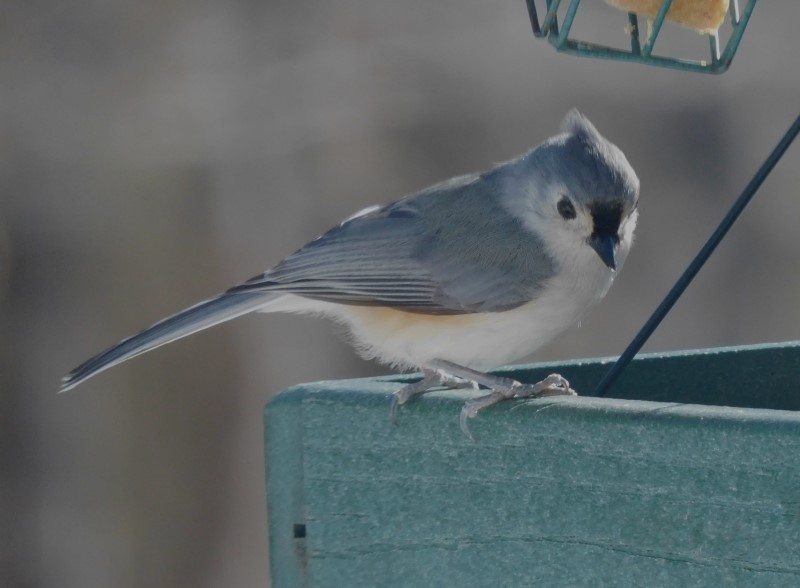Tufted Titmouse - ML615324555
