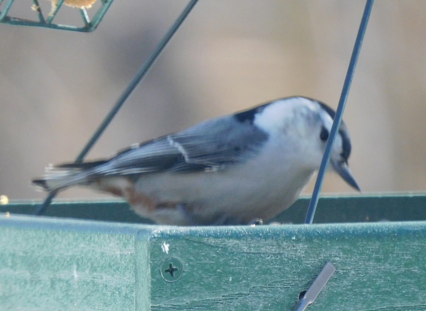 White-breasted Nuthatch - ML615324587