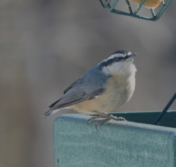Red-breasted Nuthatch - ML615324614