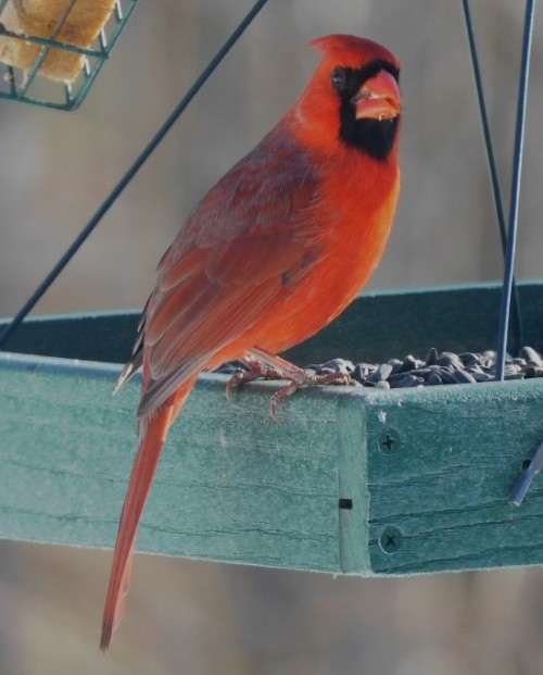 Northern Cardinal - ML615324625