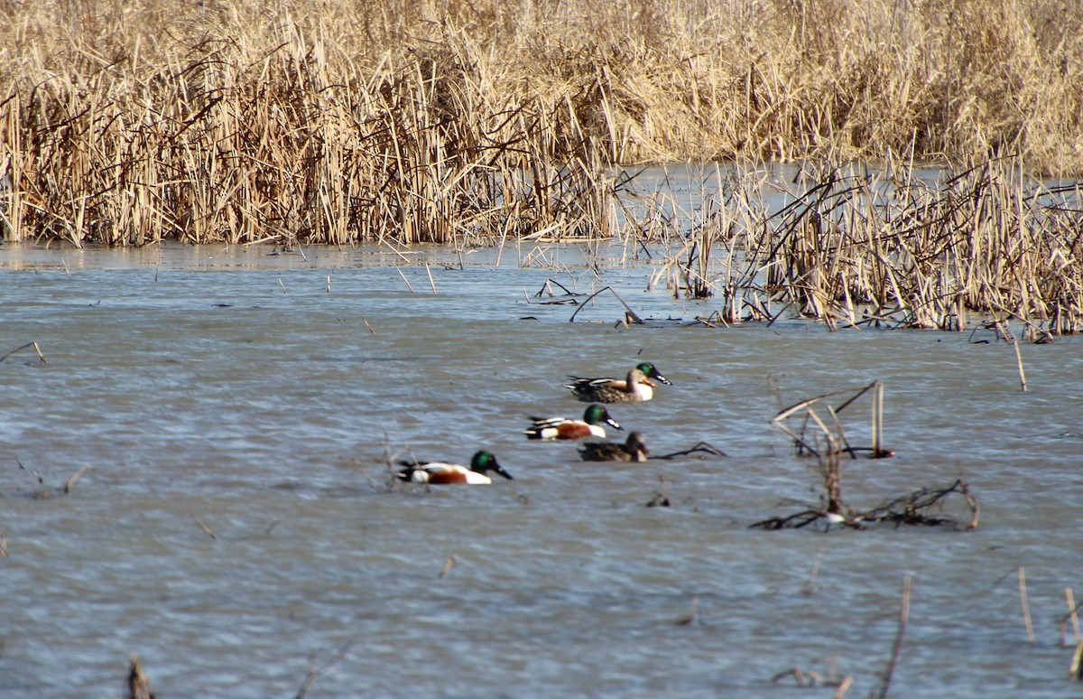 Northern Shoveler - ML615324626