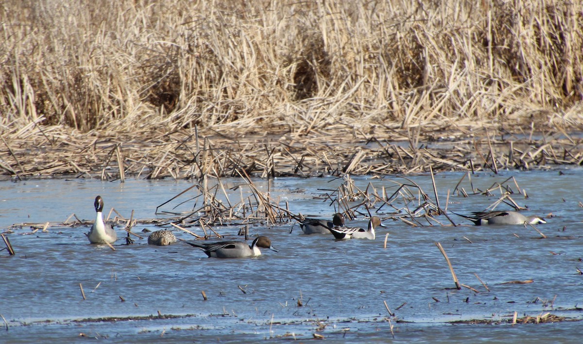 Northern Pintail - ML615324646