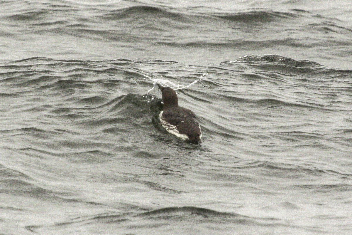 Common Murre - ML615324663