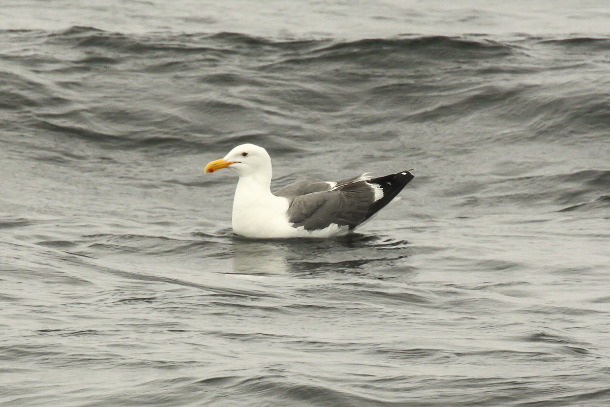 Western Gull - ML615324666