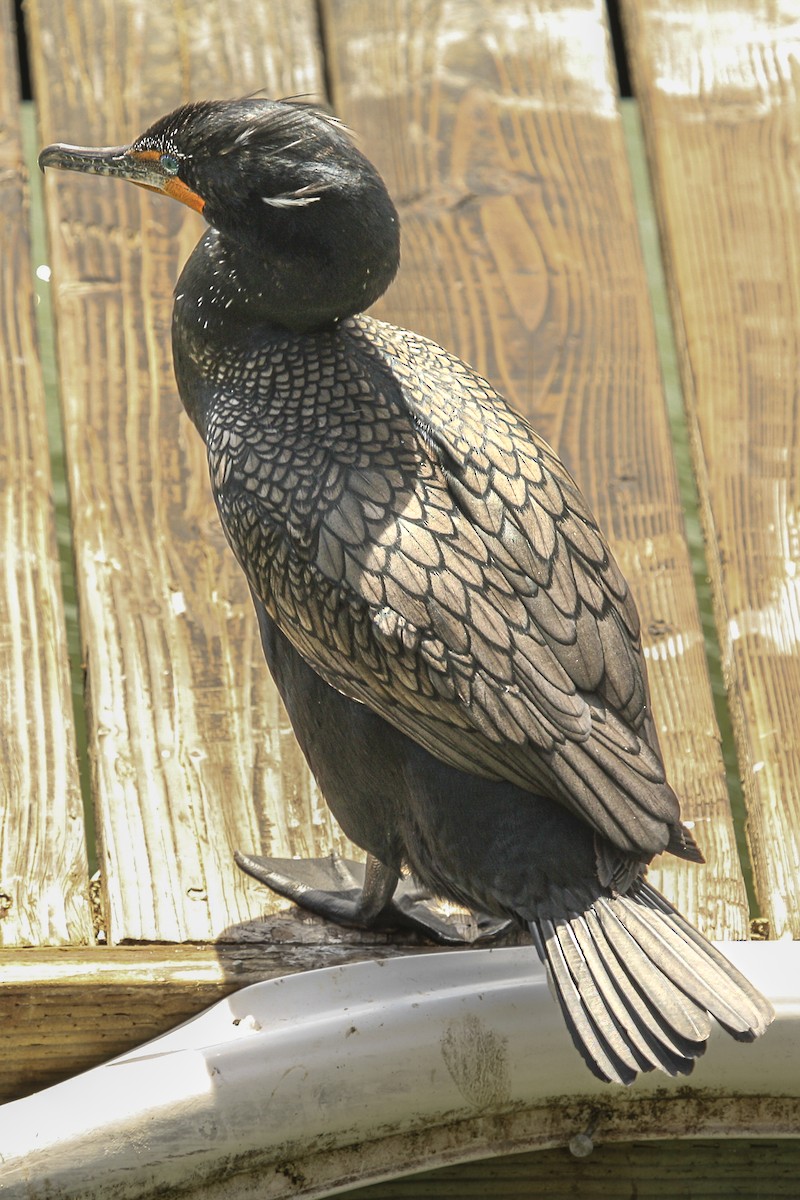 Double-crested Cormorant - ML615324690