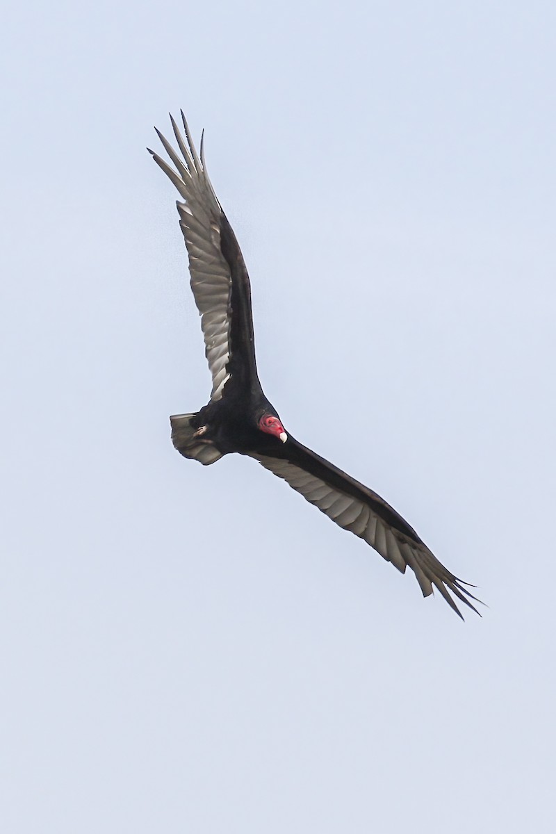 Turkey Vulture - Jack Crowe