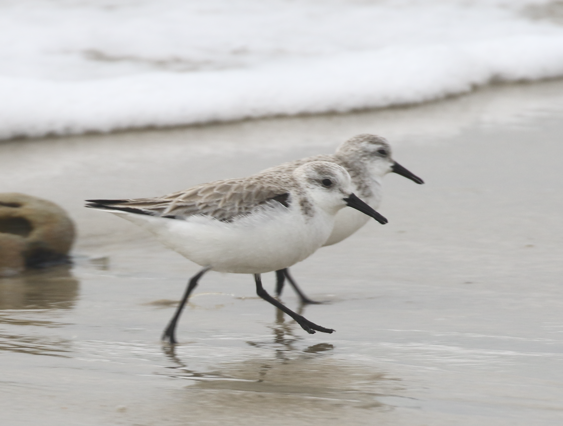 Sanderling - C. Jackson