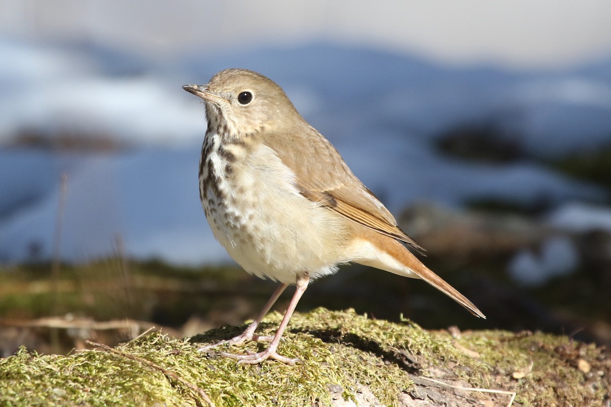 Hermit Thrush - Alan Malina