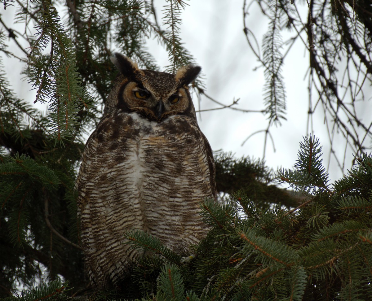 Great Horned Owl - Jean-Phillipe Boucher