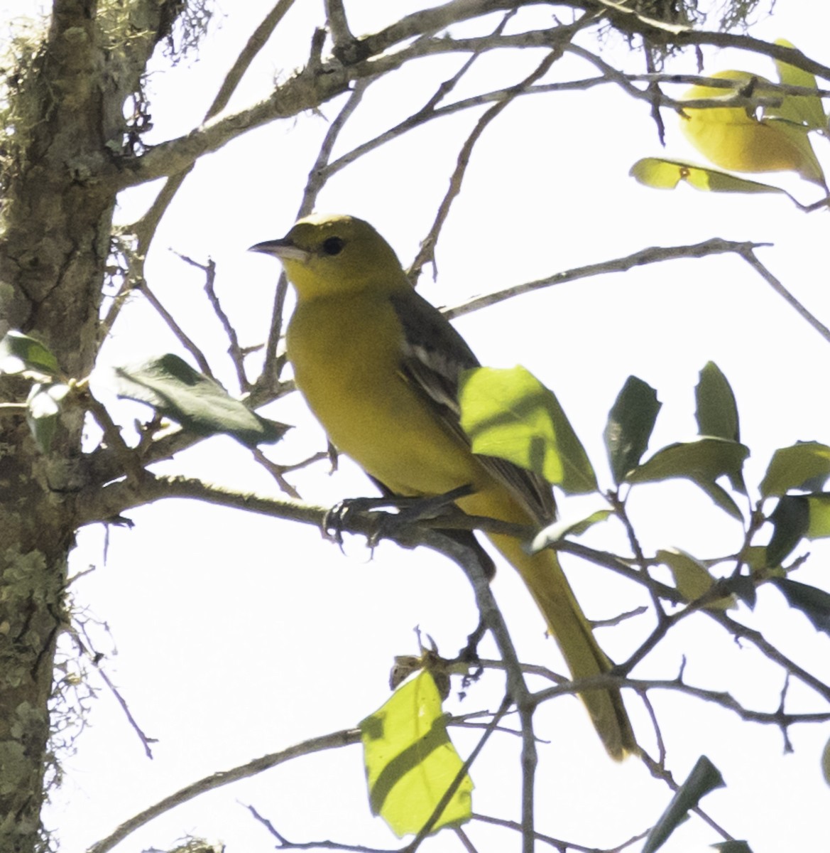 Hooded Oriole - ML615324832