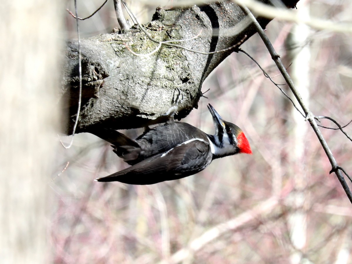 Pileated Woodpecker - Jeff Stetson