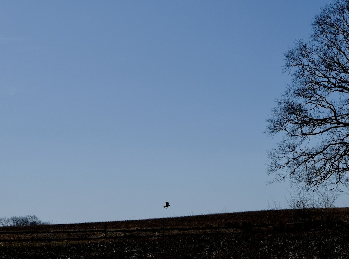 Northern Harrier - ML615324896