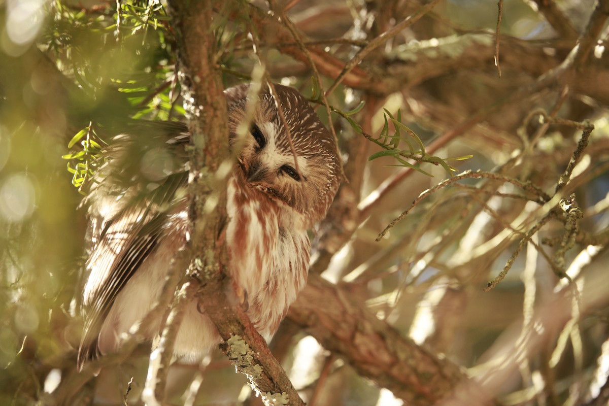 Northern Saw-whet Owl - ML615324900