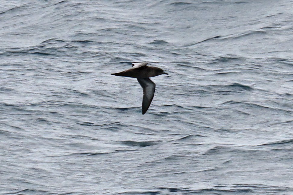 Sooty Shearwater - ML615324922