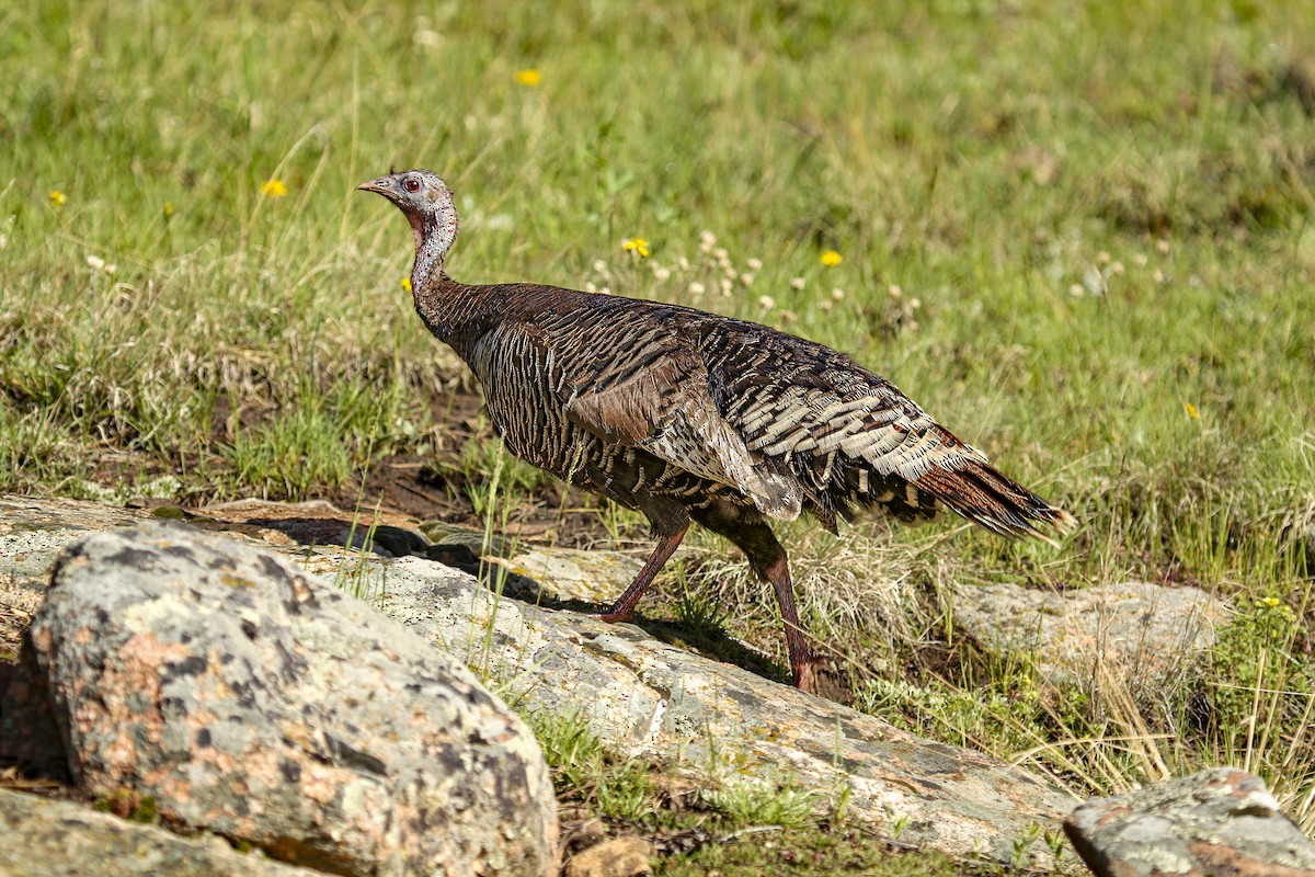 Wild Turkey - Jack Crowe