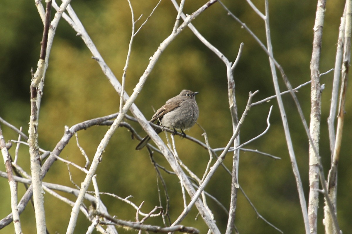 Townsend's Solitaire - ML615324949