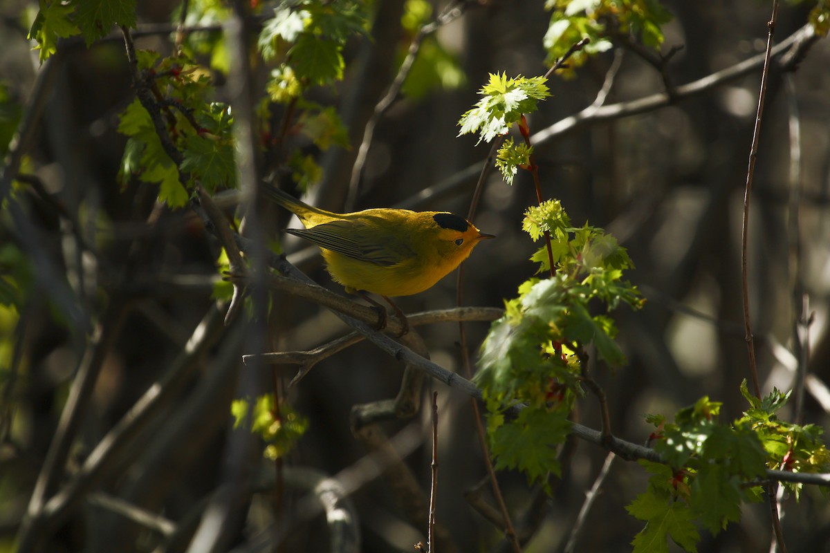 Wilson's Warbler - ML615324953