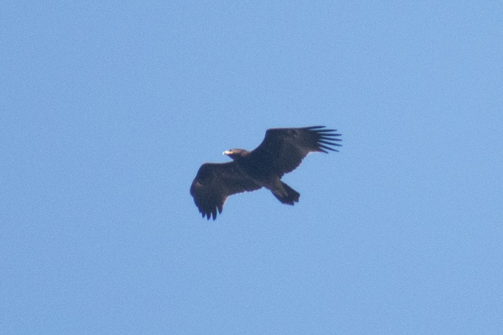 Greater Spotted Eagle - ML615324965