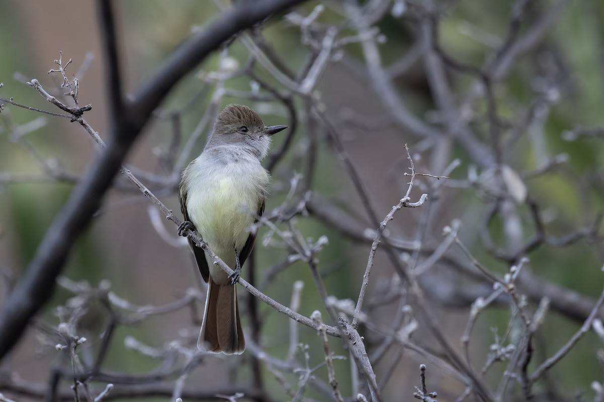 Nutting's Flycatcher - ML615324979