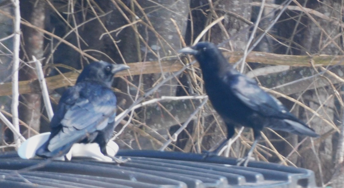 Common Raven - ML615325003