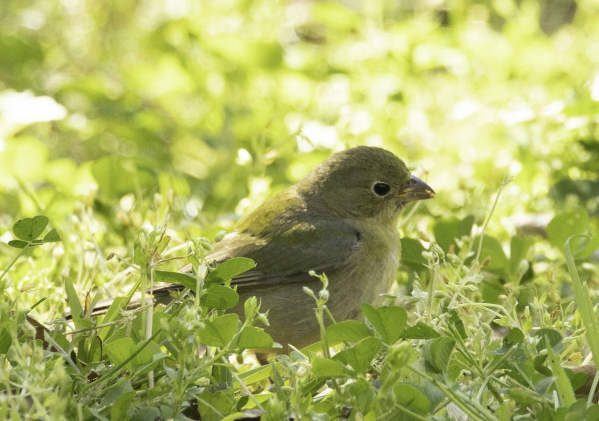 Painted Bunting - ML615325046