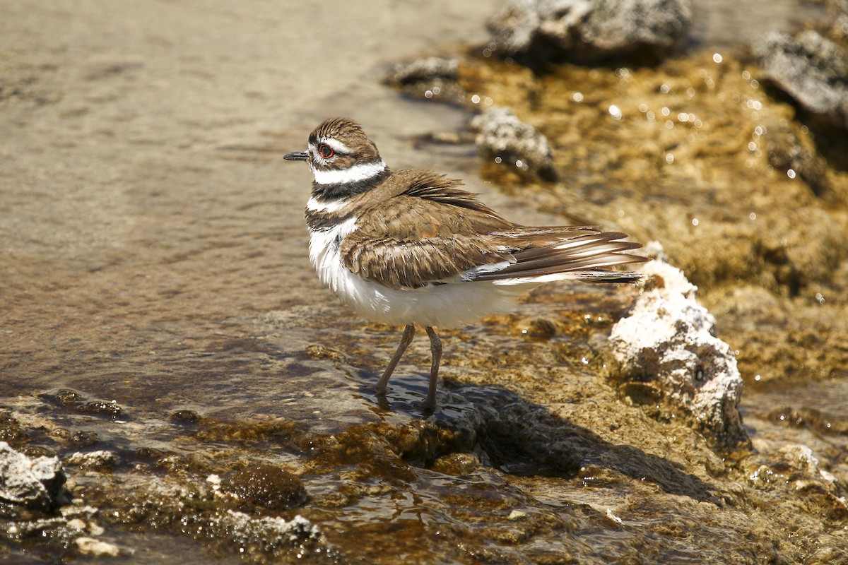 Killdeer - ML615325083