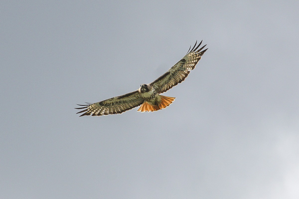 Red-tailed Hawk - ML615325114