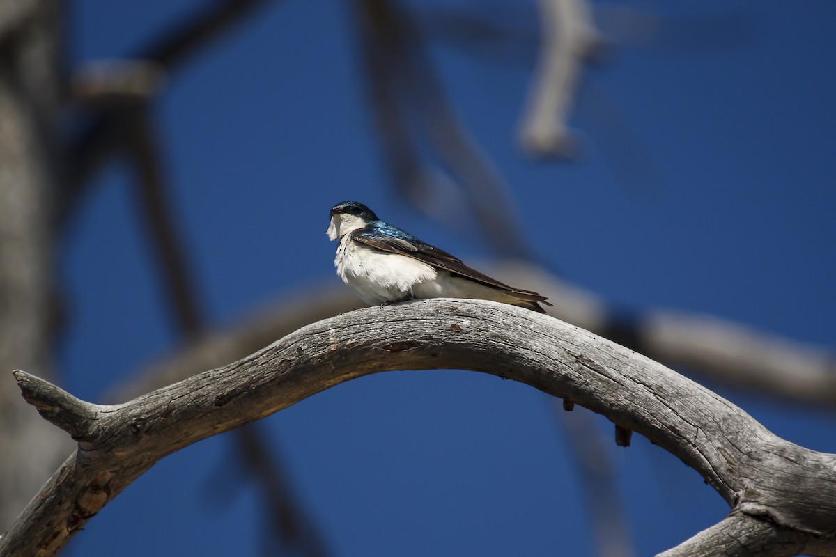 Tree Swallow - ML615325127