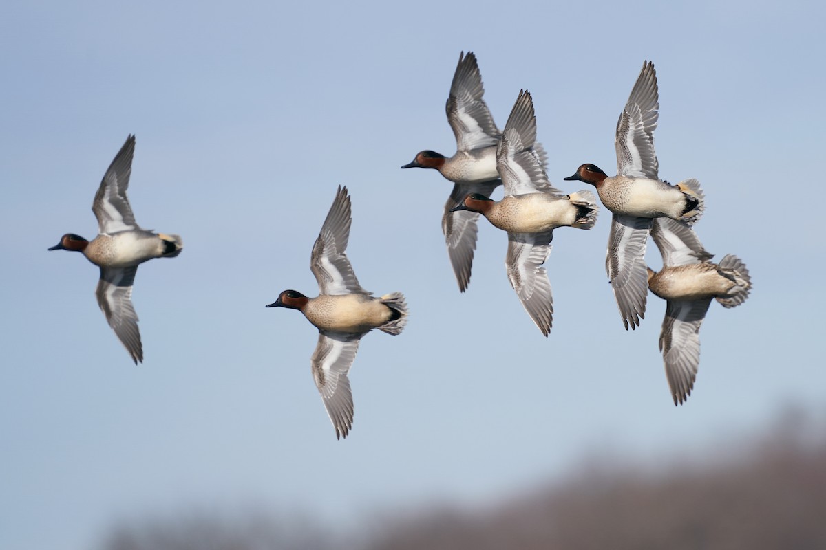 Green-winged Teal (American) - ML615325134