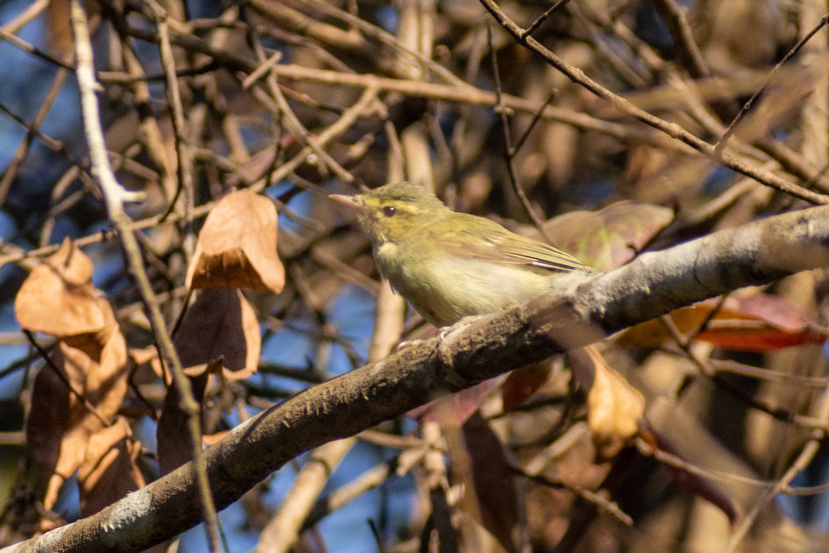 Green Warbler - ML615325190