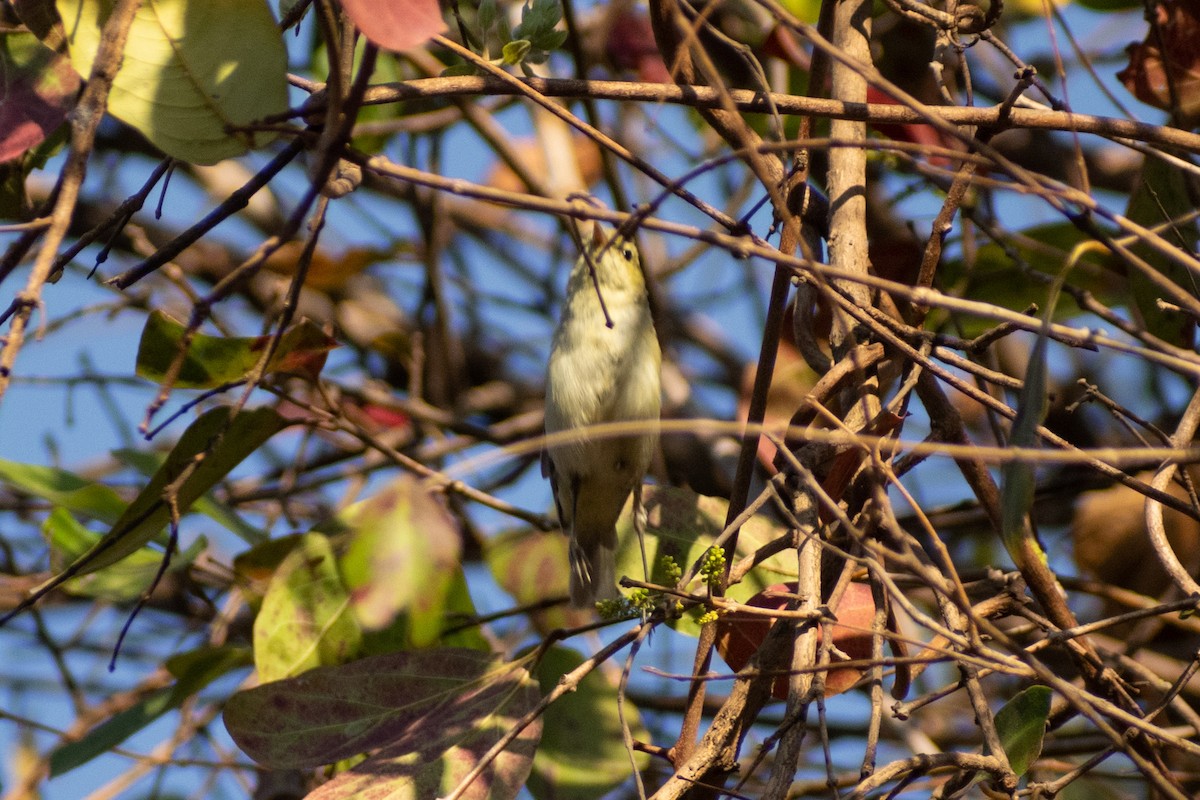 Mosquitero del Cáucaso - ML615325191