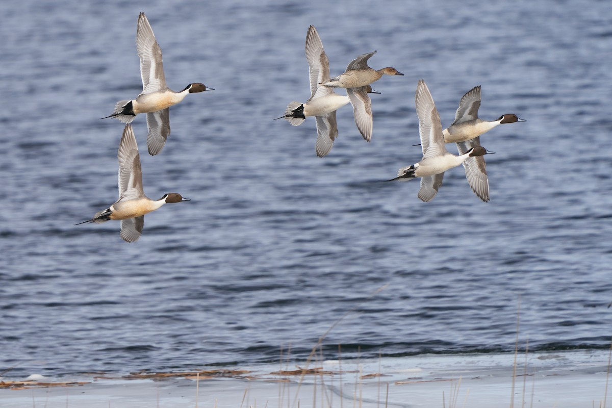 Northern Pintail - ML615325211