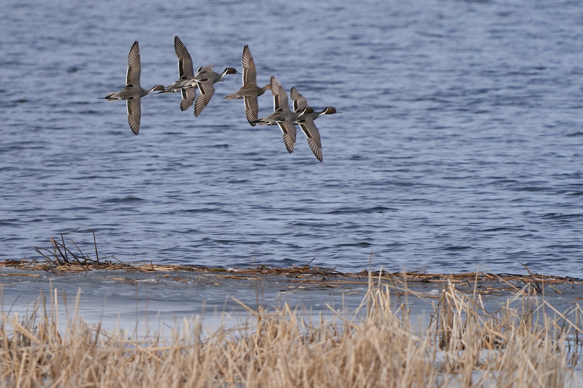 Northern Pintail - ML615325217