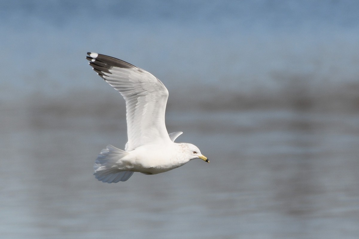 Ring-billed Gull - ML615325260