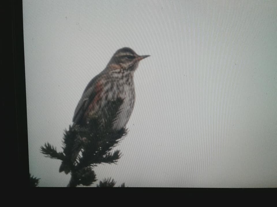 Redwing - Newfoundland & Labrador Bird Records