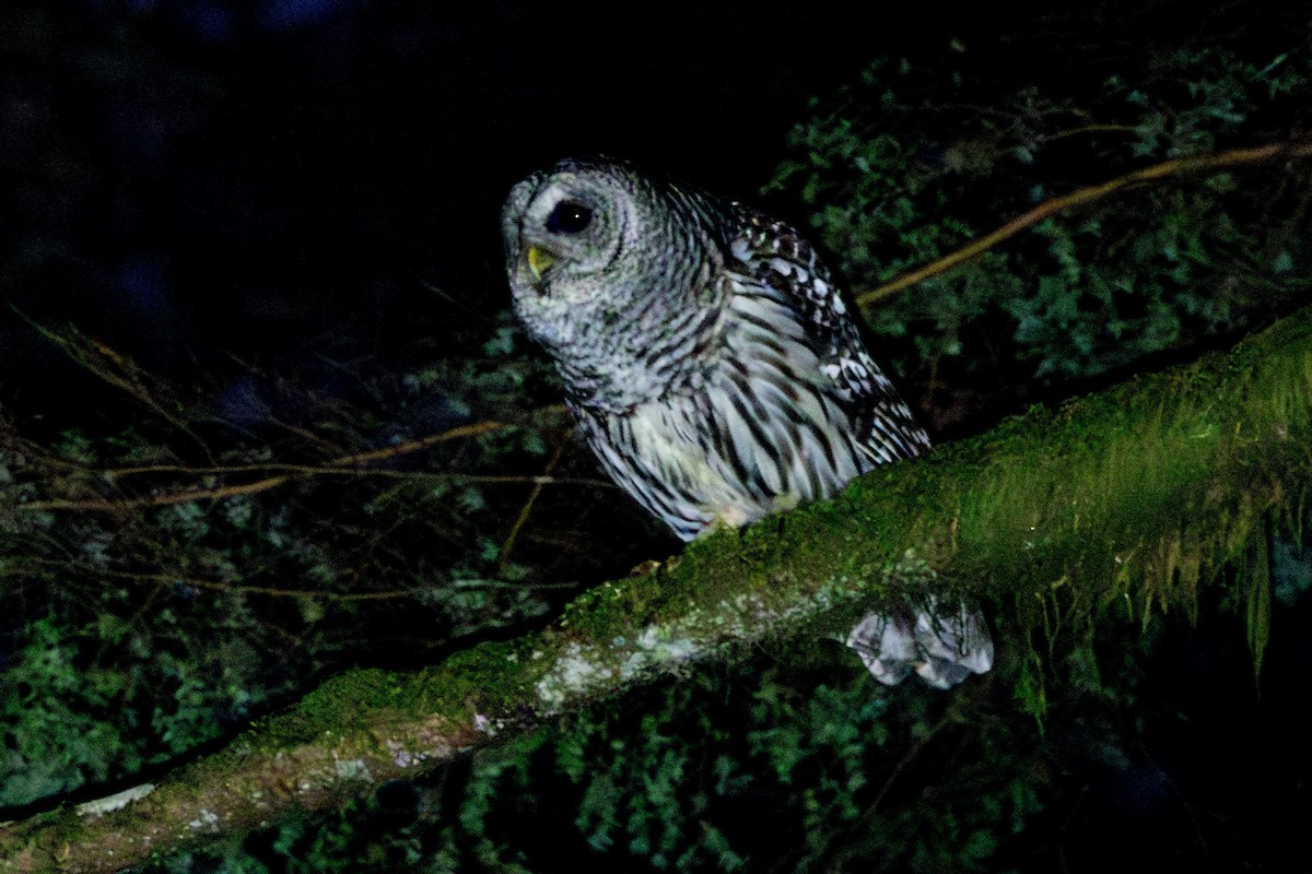 Barred Owl - ML615325474