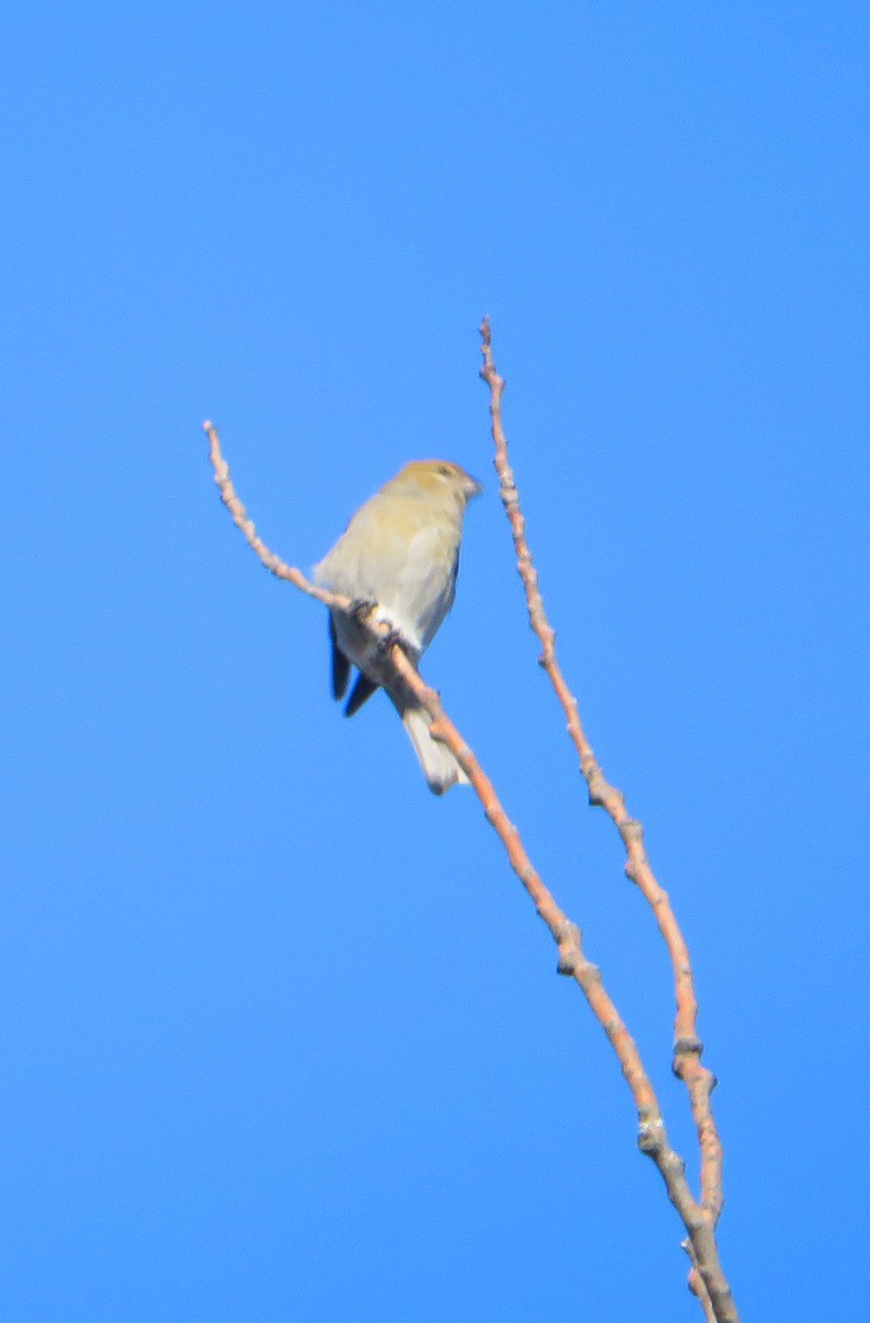 Pine Grosbeak - Bill Sheehan