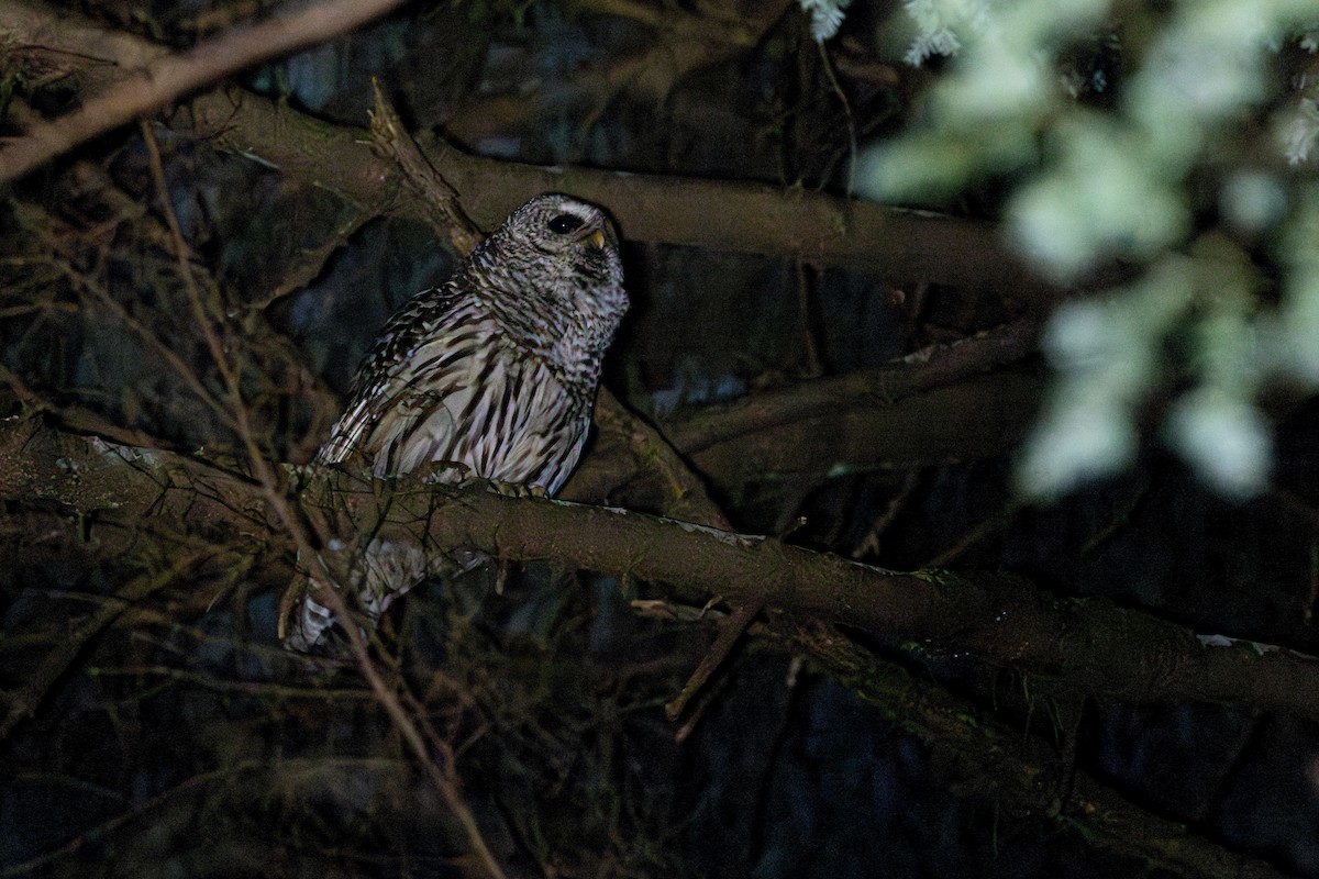 Barred Owl - ML615325489