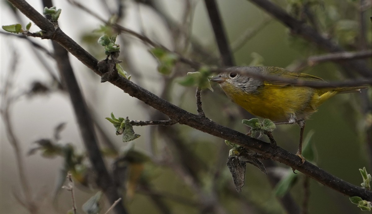 Nashville Warbler - ML615325537